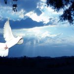 White Dove in Blue Sky